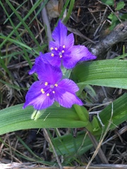 Tradescantia bracteata
