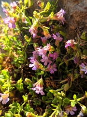 Chaenorhinum origanifolium crassifolium