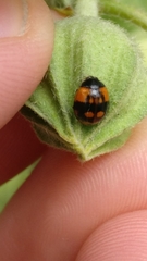 Adalia bipunctata