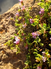 Chaenorhinum origanifolium crassifolium
