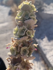 Marrubieae