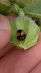 Adalia bipunctata