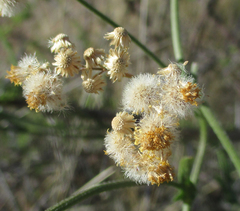 Nidorella resedifolia