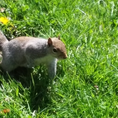 Sciurus carolinensis