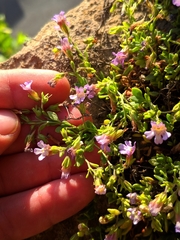 Chaenorhinum origanifolium crassifolium
