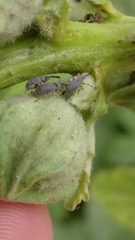 Rhopalapion longirostre