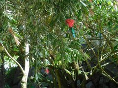 Chlorostilbon melanorhynchus