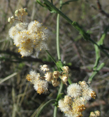 Nidorella resedifolia