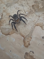 Salticinae