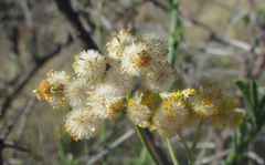 Nidorella resedifolia