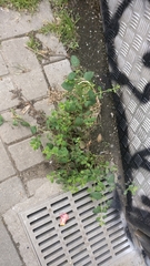 Melissa officinalis