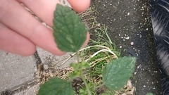 Melissa officinalis