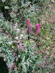 Trifolium rubens