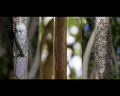 Hypercompe abdominalis