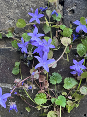 Campanula poscharskyana