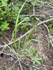 Bromus richardsonii