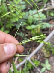 Bromus richardsonii