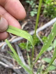 Bromus richardsonii