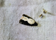 Tathothripa continua