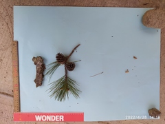 Pinus teocote