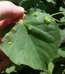 Didymomyia tiliacea