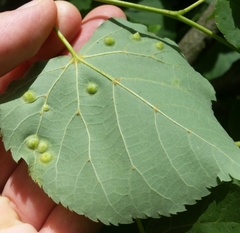 Didymomyia tiliacea