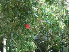 Chlorostilbon melanorhynchus