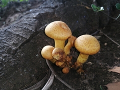 Fungi