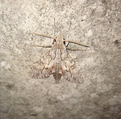 Erinnyis yucatana