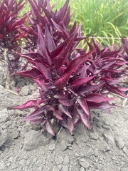 Ouret sanguinolenta