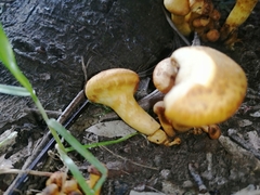 Fungi