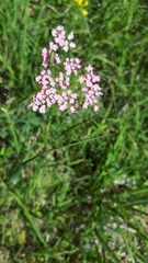 Pimpinella