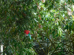 Chlorostilbon melanorhynchus