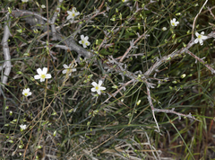Eremogone ferrisiae