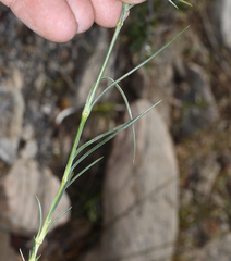 Eremogone ferrisiae