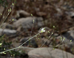 Eremogone ferrisiae