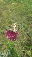 Melanargia larissa