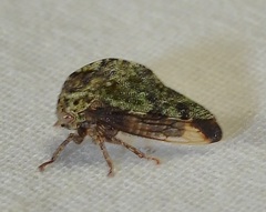 Telamona ampelopsidis
