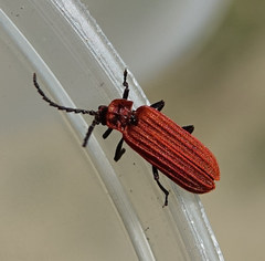 Lopheros rubens