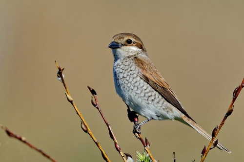 Foto de Red-backed Shrike