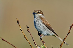 Red-Backed Shrike photo 4