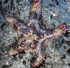 Asteropsis carinifera