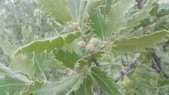 Quercus ithaburensis macrolepis