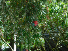 Chlorostilbon melanorhynchus