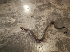 Homalopsis mereljcoxi