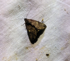 Odontodes seranensis