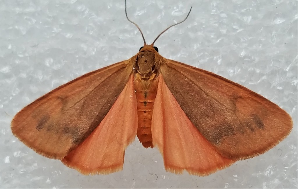 Plain-winged Virbia Moth
