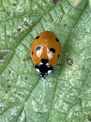 Coccinella septempunctata
