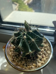 Hamatocactus