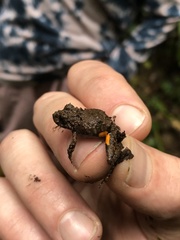 Pristimantis croceoinguinis